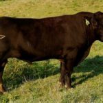 Bull in pasture field