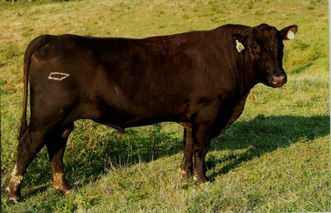 Bull in pasture field