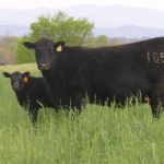 Picture of cow and calf in grass pasture