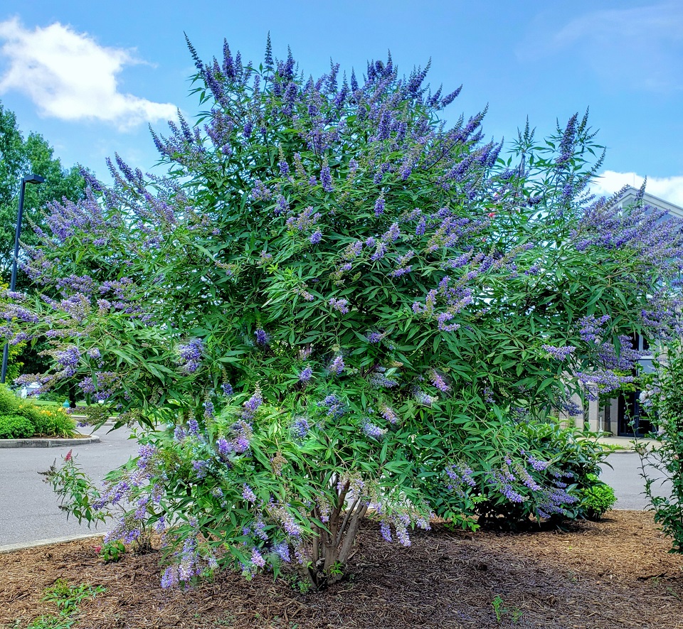 Chastetree at UT Gardens, Jackson