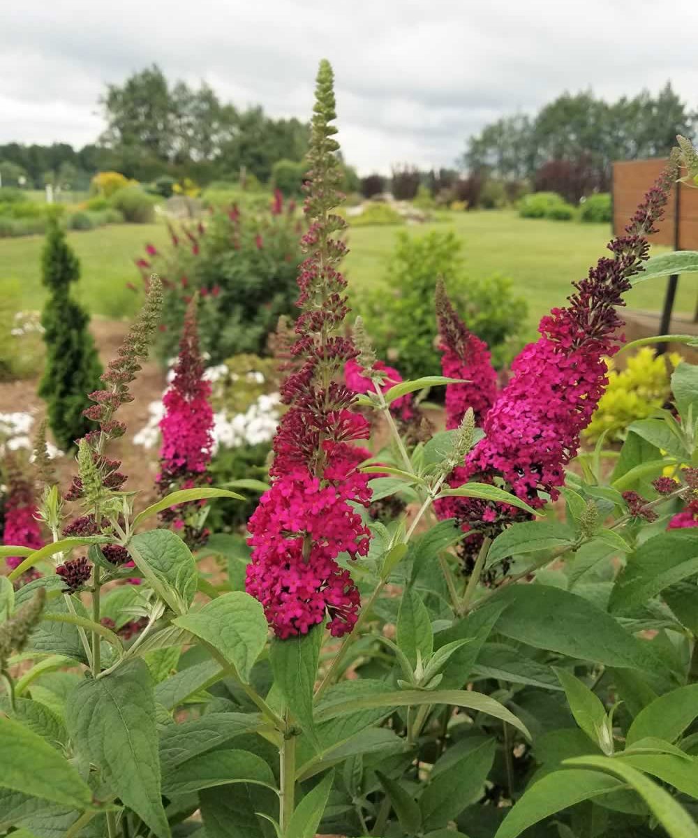 Butterfly Bush, Miss Molly Buddleia