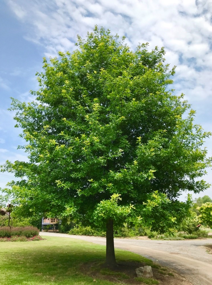 Nuttall Oak tree