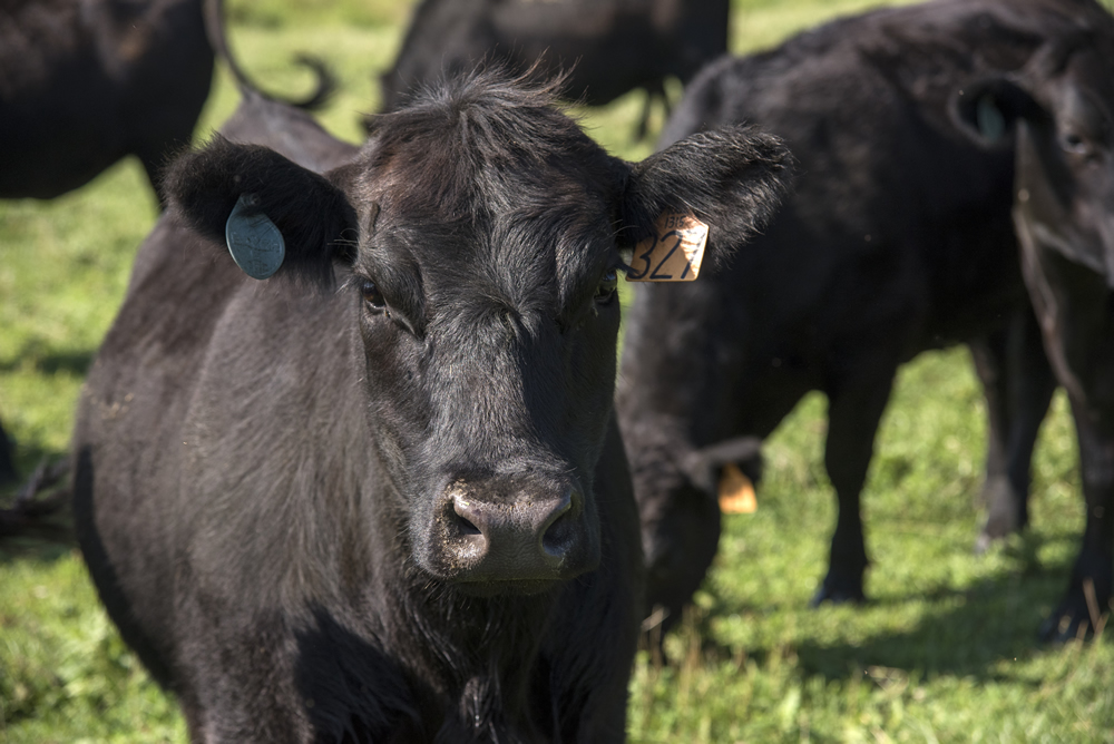 Cows in field