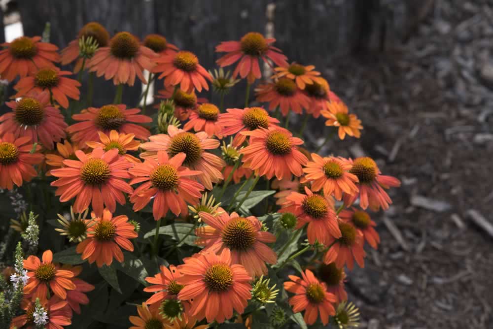 Flowers at Plateau AgResearch and Education Center