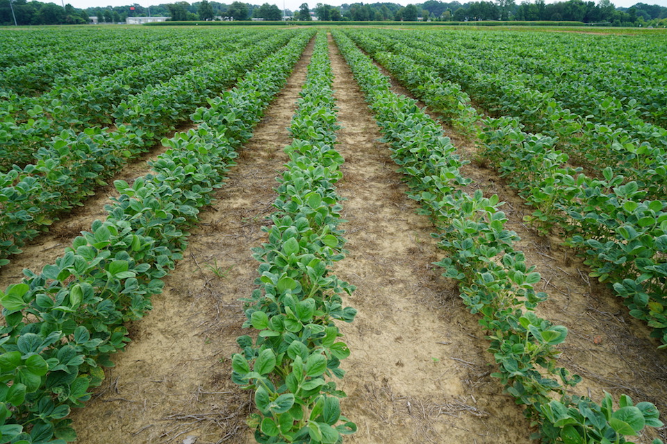 Soybeans with Dicamba Injury