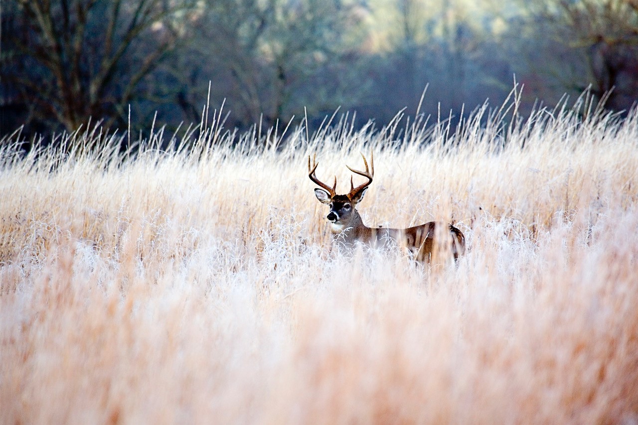 White Tail Deer in field