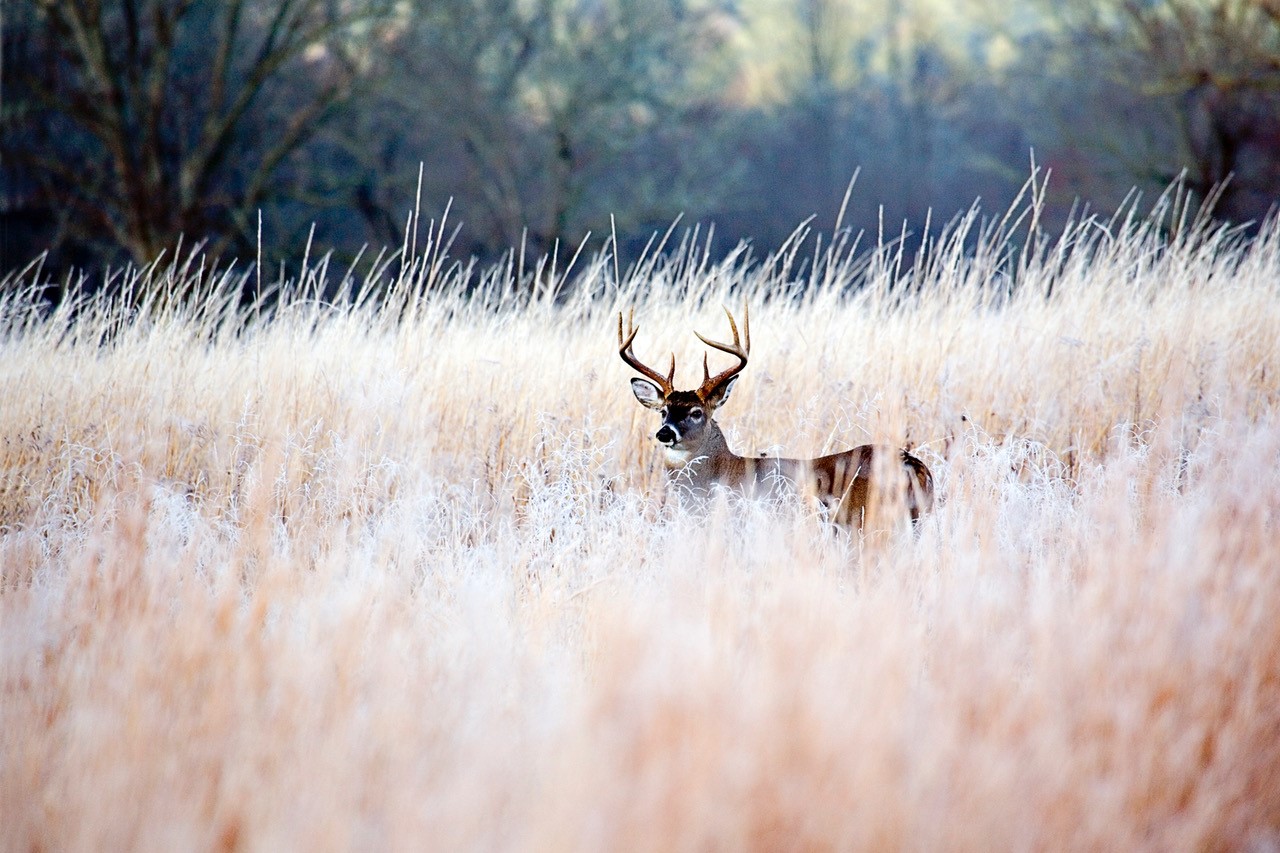 UT and TWRA to Offer Public on Chronic Wasting Disease