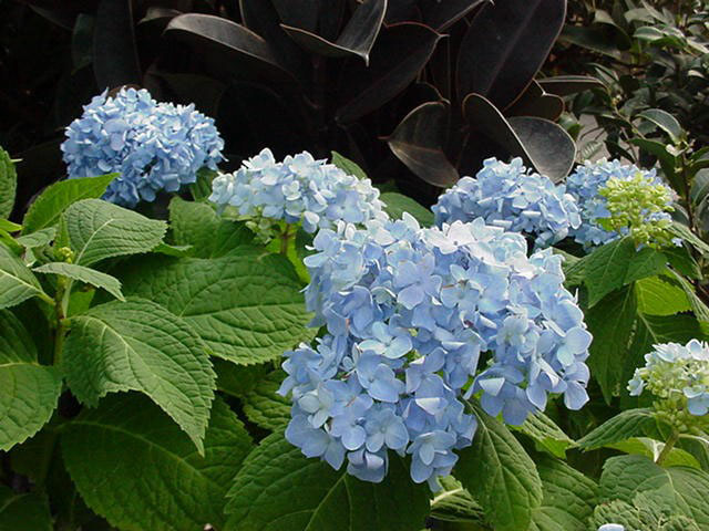 Image of Blushing bride bigleaf hydrangea in a forest