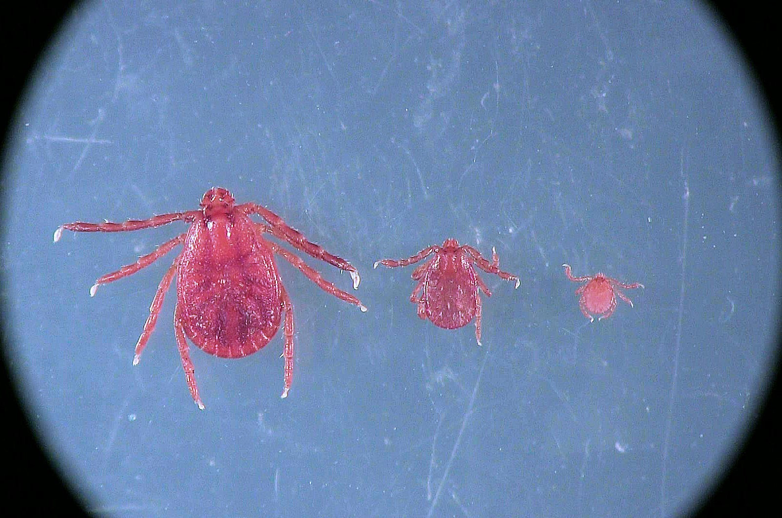 Picture of three stages of asian longhorned tick development
