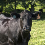 Picture of a beef cow