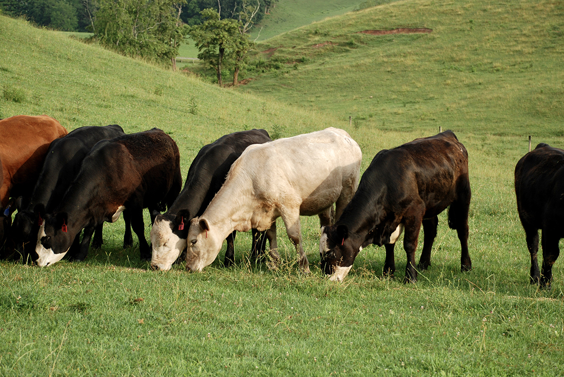 Picture of cattle grazing