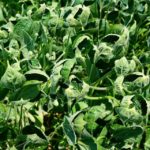 Picture of dicamba damage among soybean plants