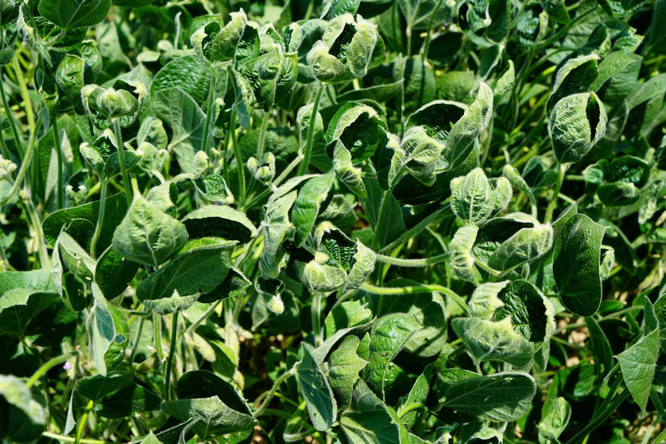 Picture of dicamba damage among soybean plants