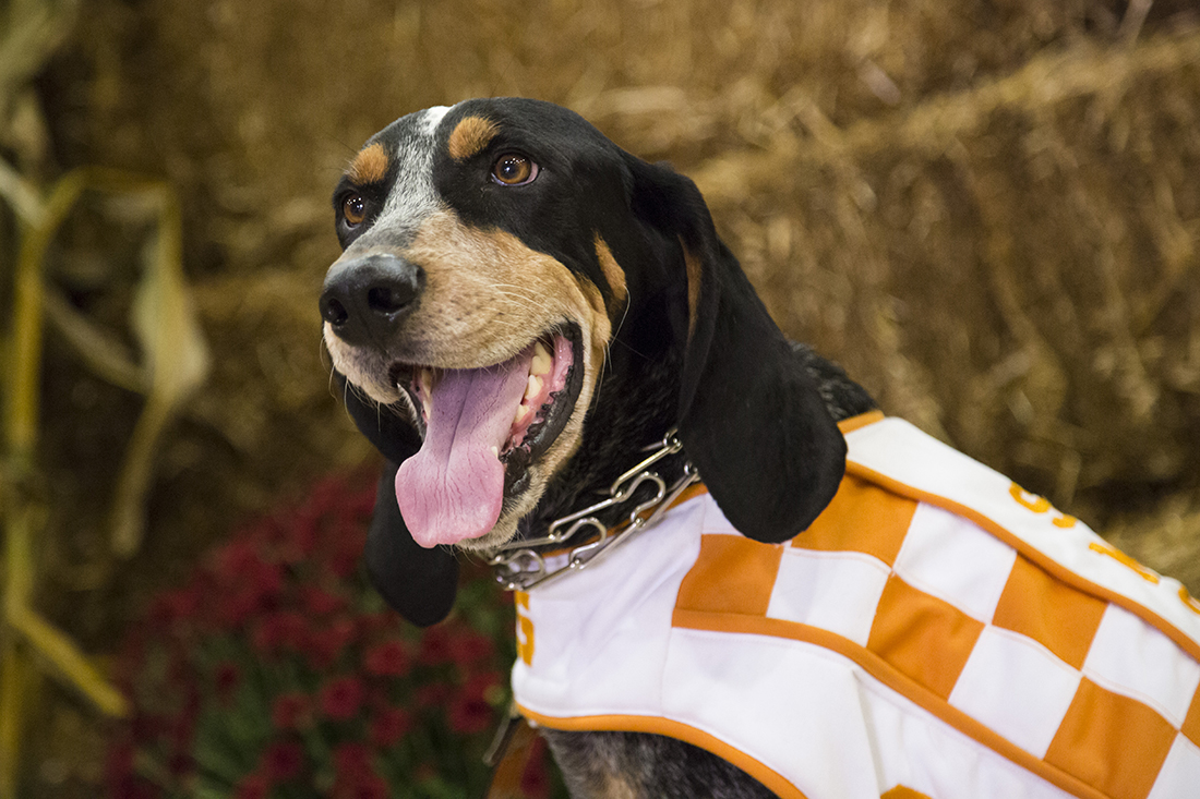 Picture of University of Tennessee Volunteers mascot Smokey
