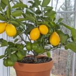 Picture of Meyer lemon growing in a container
