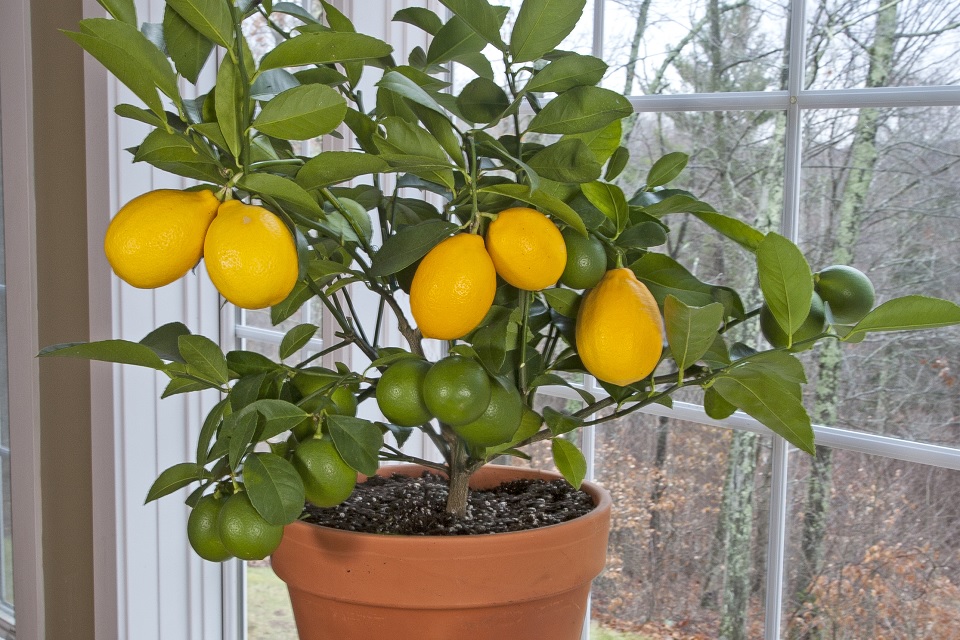 Ut Gardens November 2019 Plant Of The Month Indoor Citrus Institute