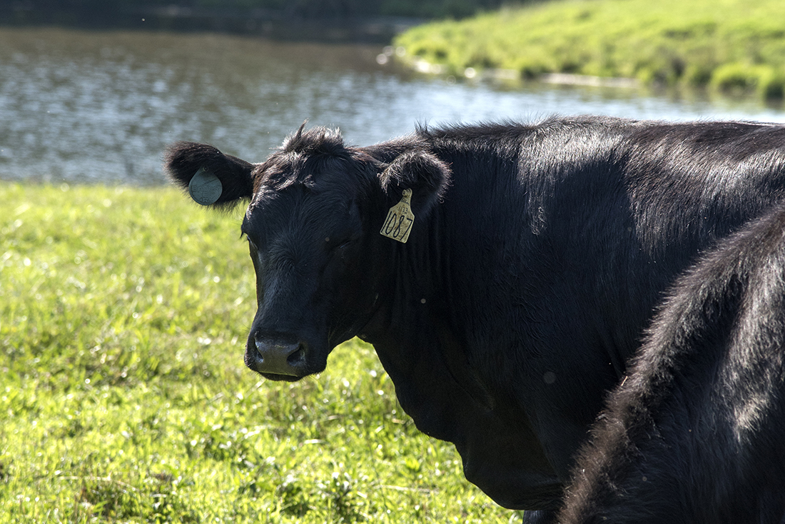 Picture of angus cattle near a stream