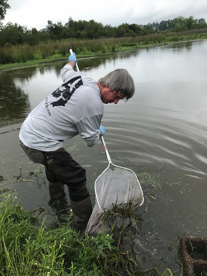 Picture of researcher collecting tadpoles
