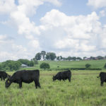 Picture of cows grazing