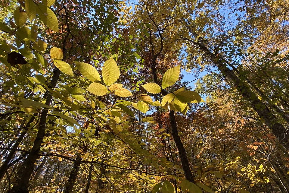 Photo of trees in autumn