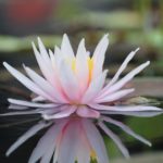 Picture of water lily