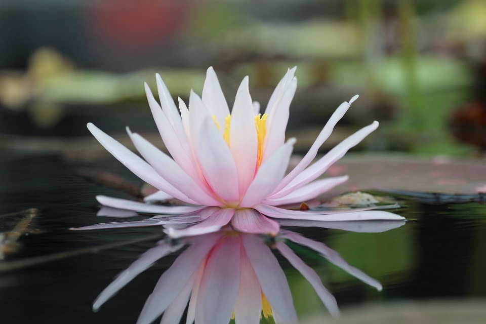 Picture of water lily