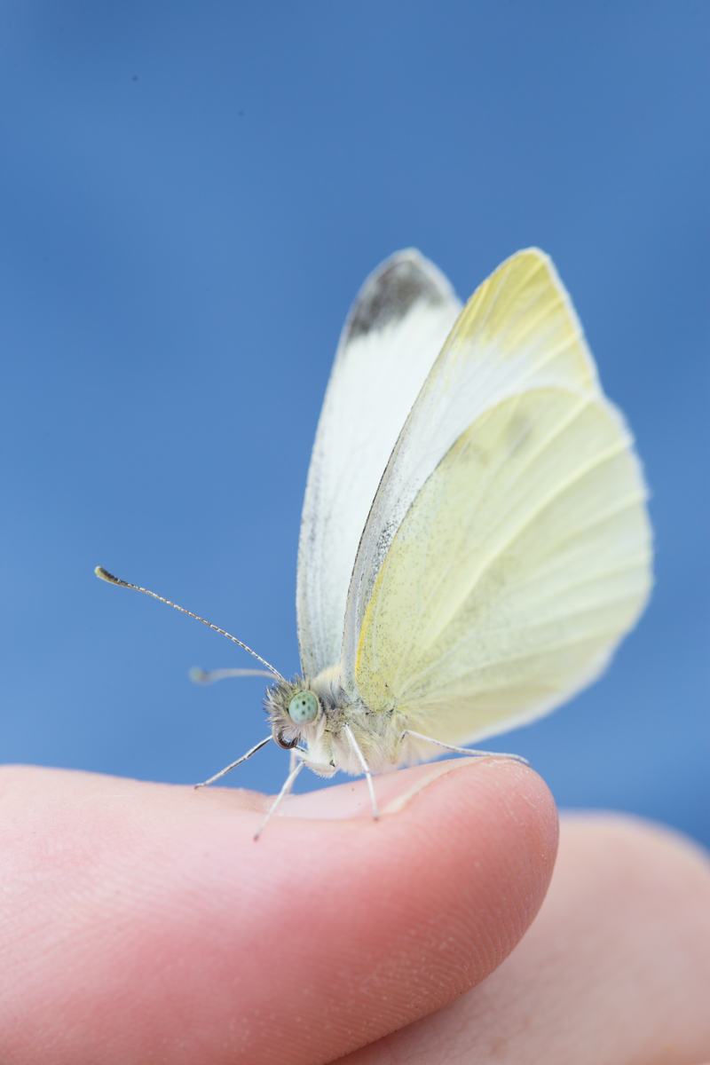 Picture of cabbage white butterfly