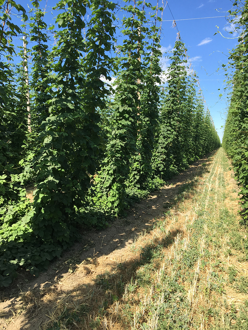 Picture of hops production