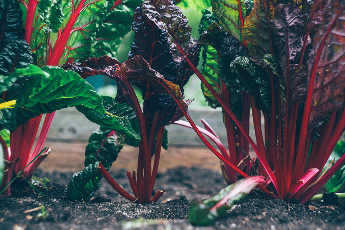 Picture of Swiss chard