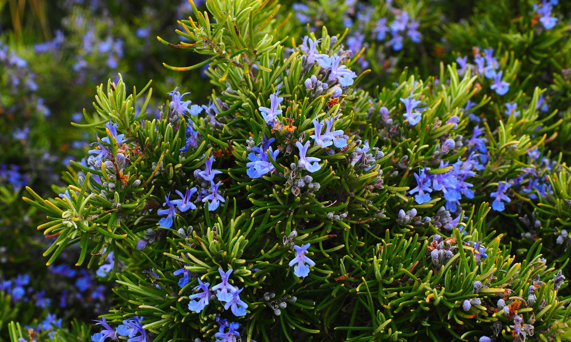 Picture of flowering rosemary