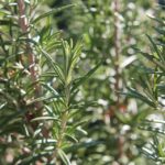 Picture of rosemary plant
