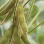 Picture of soybean pods
