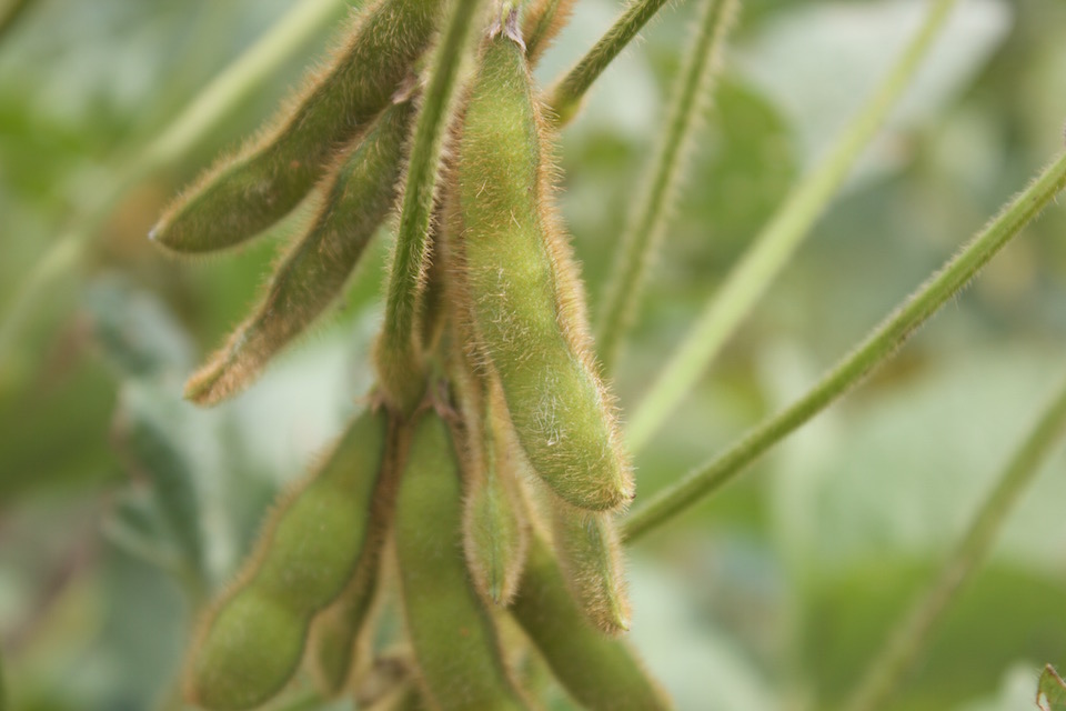 Picture of soybean pods