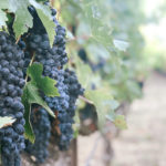 Picture of grapes growing on a vine