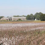 Picture of cotton growing in front of the West Tennessee AgResearch and Education Center
