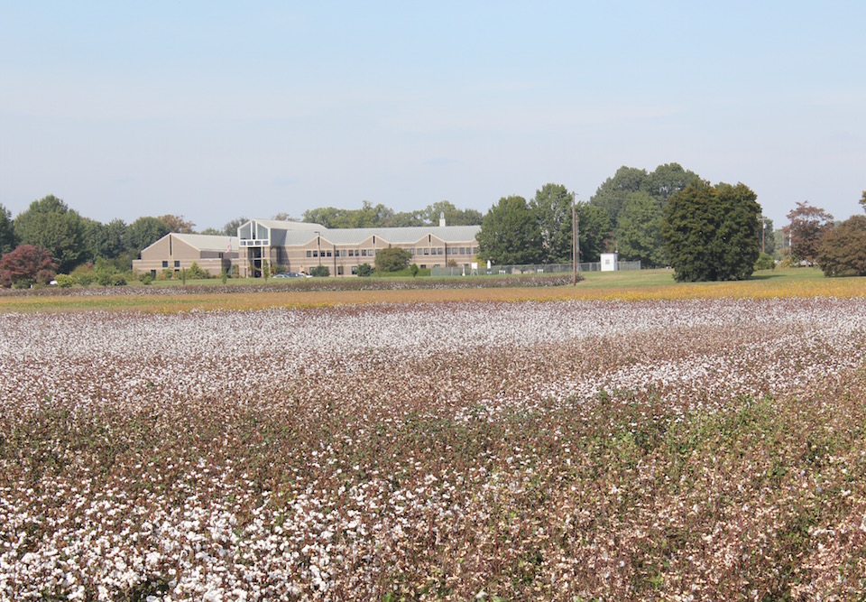 Picture of cotton growing in front of the West Tennessee AgResearch and Education Center