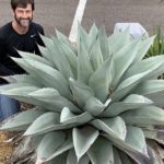 Picture of Jason Reeves with whale's tongue agave plant