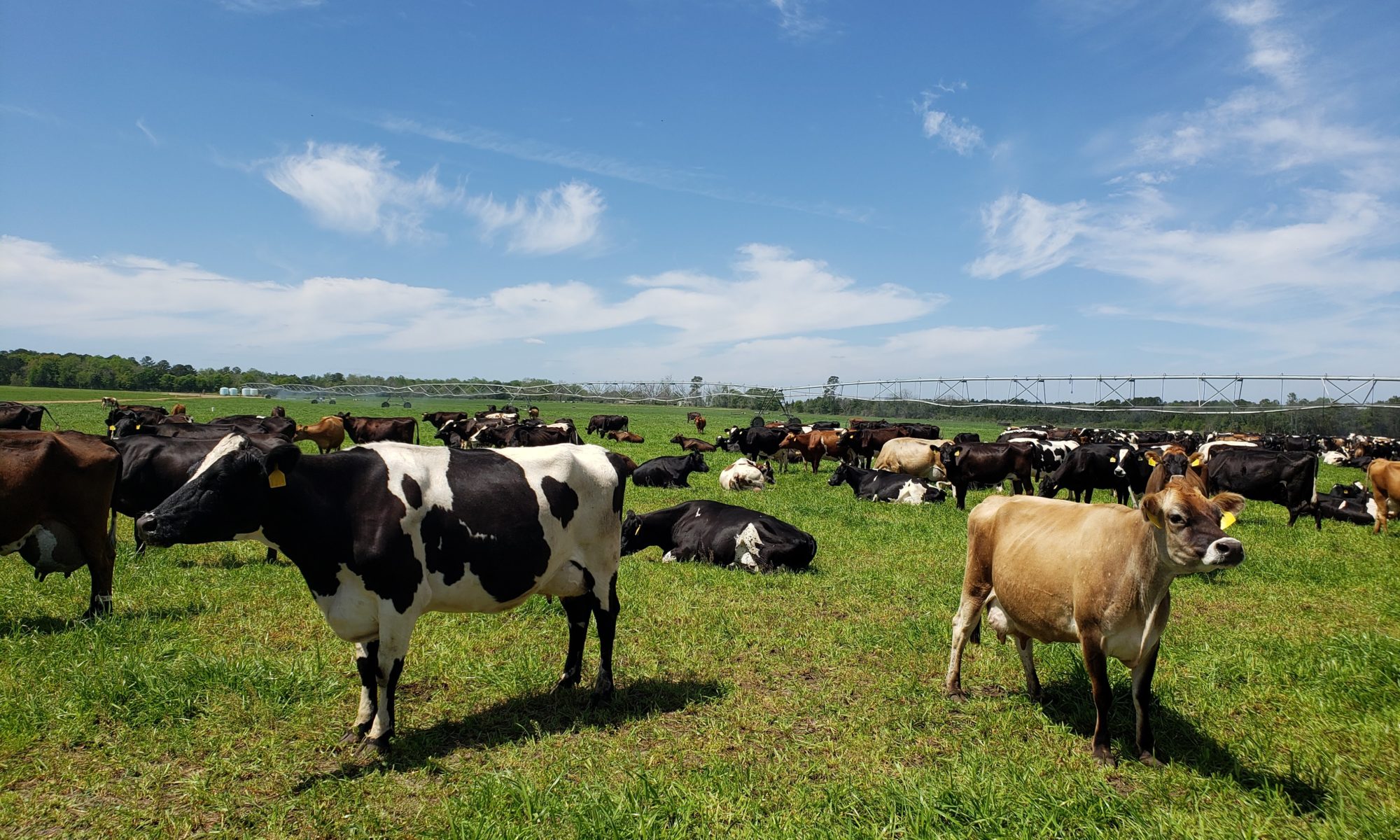 Picture of Holstein cows in a pasture