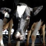 Picture of dairy cow