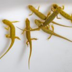 Picture of newts