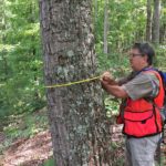 Kevin Hoyt measures a tree trunk