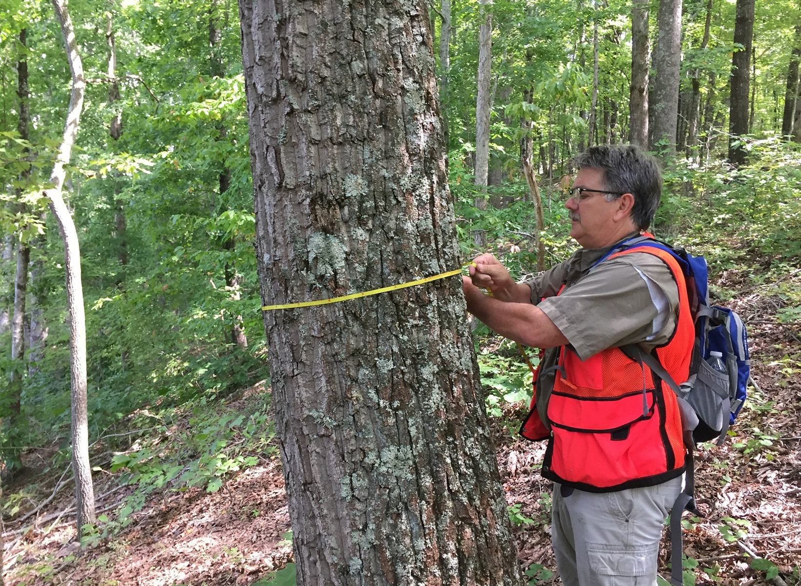 Kevin Hoyt measures a tree trunk