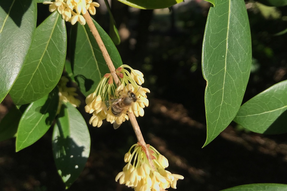 Picture of osmanthus plant with a bee