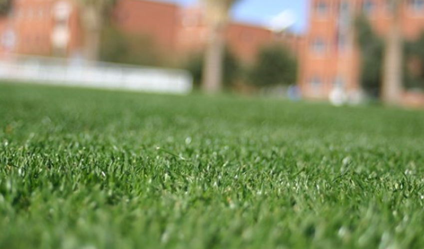 close up of turfgrass