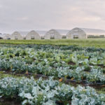 Picture of crops in front of a row of greenhouses