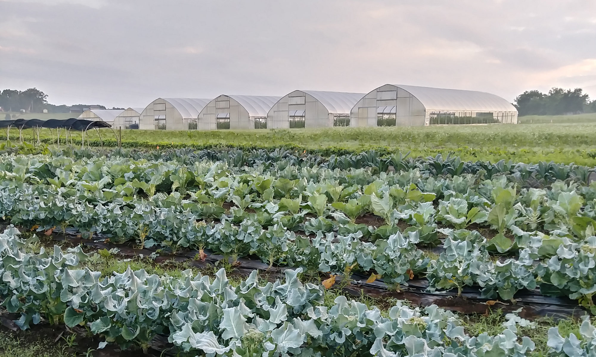 Picture of crops in front of a row of greenhouses
