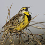 An eastern meadowlark sings in a grassland field.