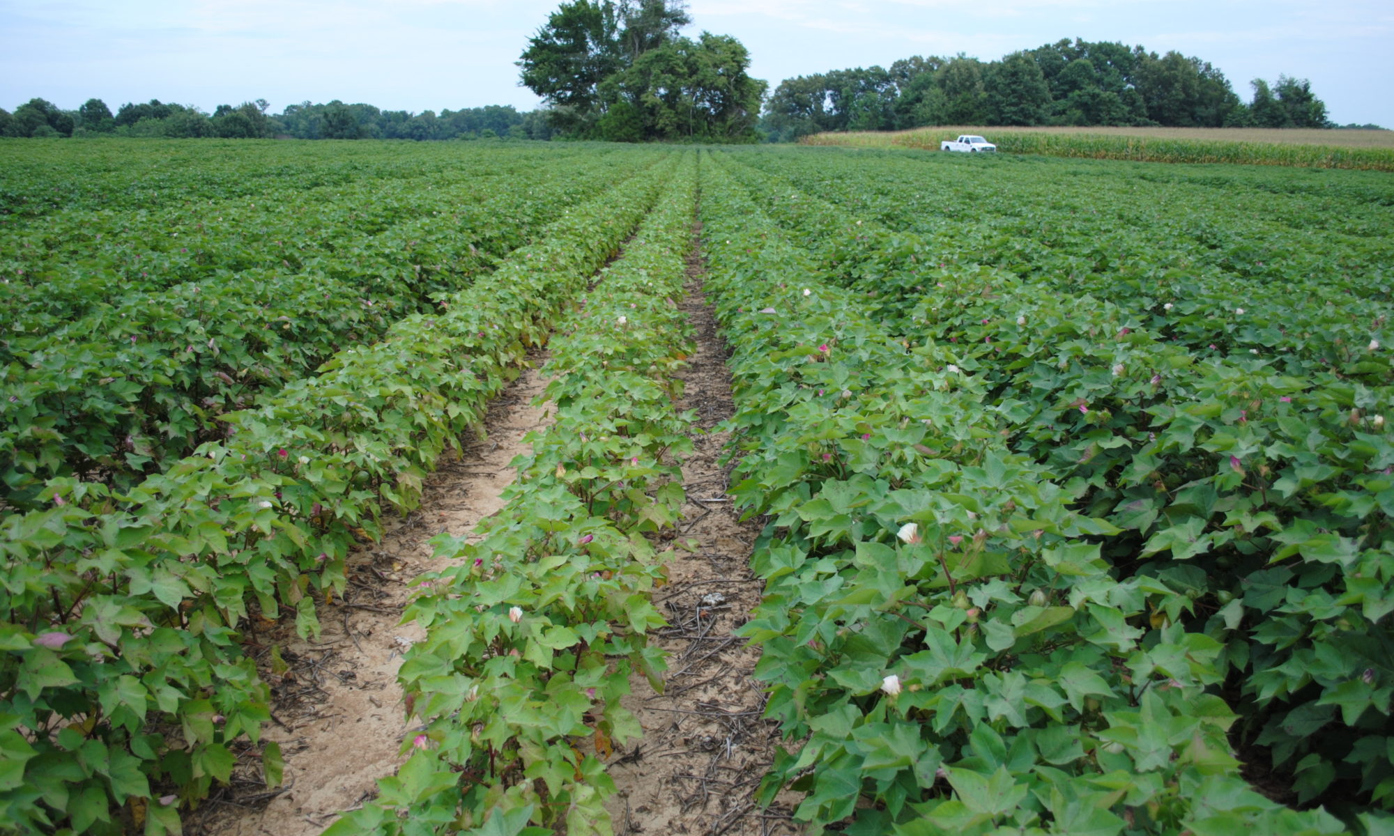 Picture of field of cotton