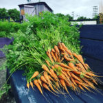 Picture of carrots in a truckbed