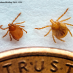 picture of ticks next to a coin to show size